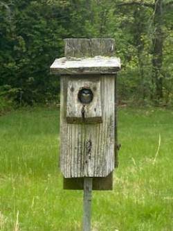 Tree Swallow Photo: Brian Sweitzer
