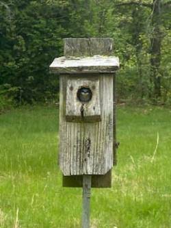 Tree Swallow Photo: Brian Sweitzer