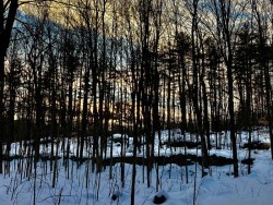 Tree silhouettes Photo: Karinne Heise