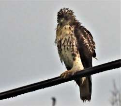 Rainy hawk Photo: Sue March