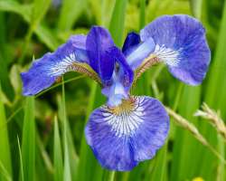 Wild blue iris Photo: Ross Lanius