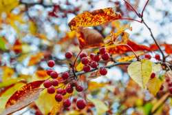 Winter fruit Photo: Michael V. Wilson