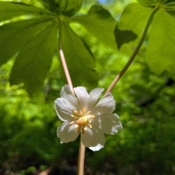May apple Photo: Shantala DuGay