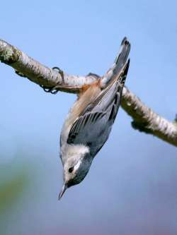 Nuthatch Photo: Charlie Schwarz