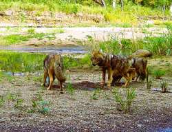 Coyotes Photo: Donald Wharton