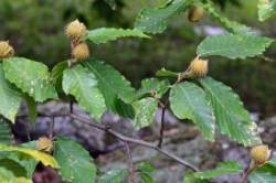 Beech nuts Photo: Judy Sweet