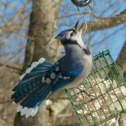 Blue jay Photo: Ken Hatch