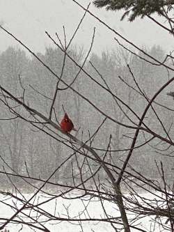 Cardinal Photo: Tracy Rice