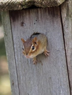 Chipmunk Photo: Charlie Schwarz