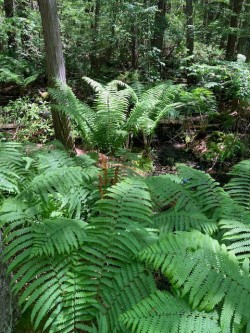 Ferns Photo: Nancy Halloran
