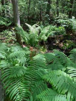 Ferns Photo: Nancy Halloran