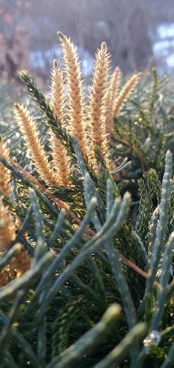 Club moss Photo: Susan Lichty