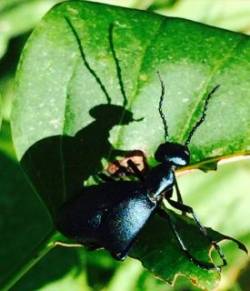 Creepy beetle Photo: Penelope Harris