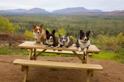 Dog party Photo: Tom Grett