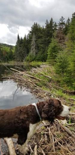 Beaver Dam Doggo Photo: Chris Woods