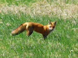 Fox Photo: Richard A. Philben