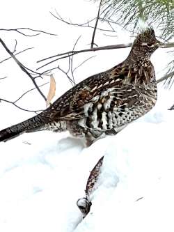 Grouse drumming Photo: Stephen Rubino