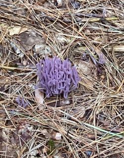 Coral fungus Photo: Toby Kravitz