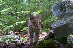 Bobcat Photo: Chuck Dinsmore