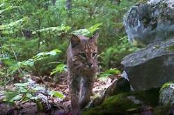 Bobcat Photo: Chuck Dinsmore