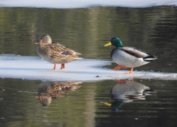 Mallards Photo: Karinne Heise