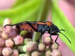 Milkweed bug Photo: Paul Constantino