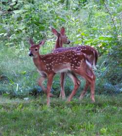 Fawns Photo: Kathleen Bross