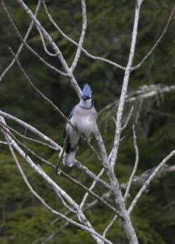 Bluejay Photo: Anonymous