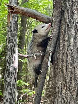 Opossum Photo: Sheri Shaw