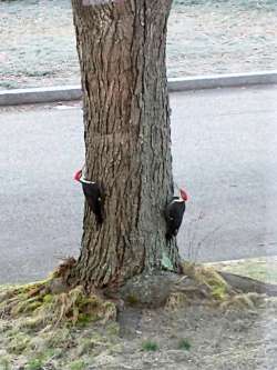 Woodpeckers Photo: Bill Dooley