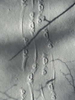 Porcupine trail Photo: Dallas Huggins