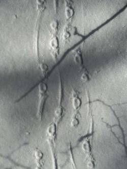 Porcupine trail Photo: Dallas Huggins