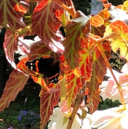 Red admiral Photo: Kit Hood