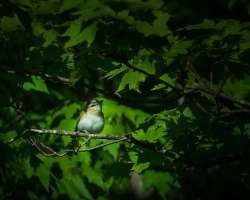 Redeyed vireo Photo: Larry Litke