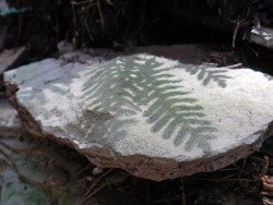 Shadow Fern Photo: Bonnie Honaberger