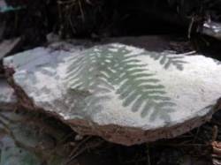 Shadow Fern Photo: Bonnie Honaberger