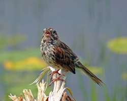 Sparrow Photo: Sheri Larsen