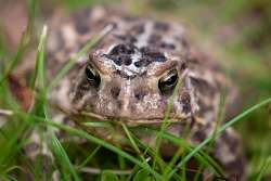 Toad Photo: Jim Squires