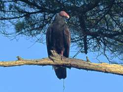 Turkey buzzard Photo: Richard Philben