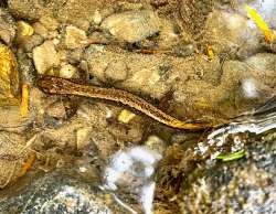 Two lined salamander Photo: Chuck Dinsmore