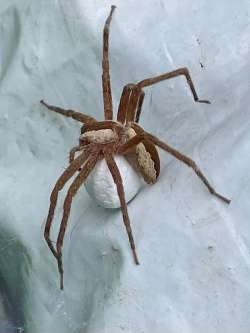 Web spider Photo: Louanne Nielsen