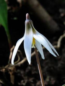White Trout Lily Photo: Charlie Schwarz
