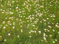 Cotton grass Photo: Frank Kaczmarek