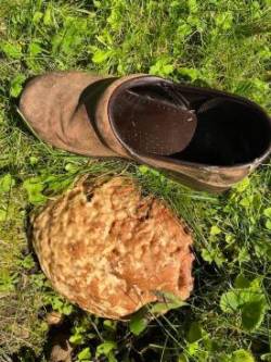 Big boletes Photo: Tricia Knoll