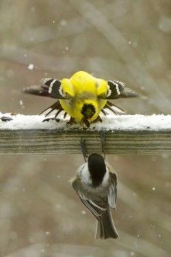 Birds April Photo: Ken Hatch