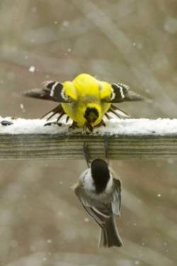 Birds April Photo: Ken Hatch