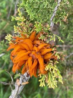 Cedar rust Photo: Louanne Nielsen