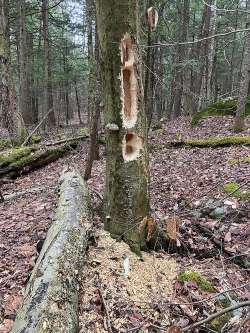 Dying beech Photo: Amy Johnson