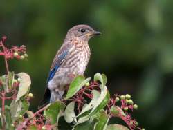 Bluebird Photo: Charlie Schwarz