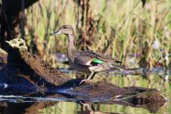 Green duck Photo: Richard Philben